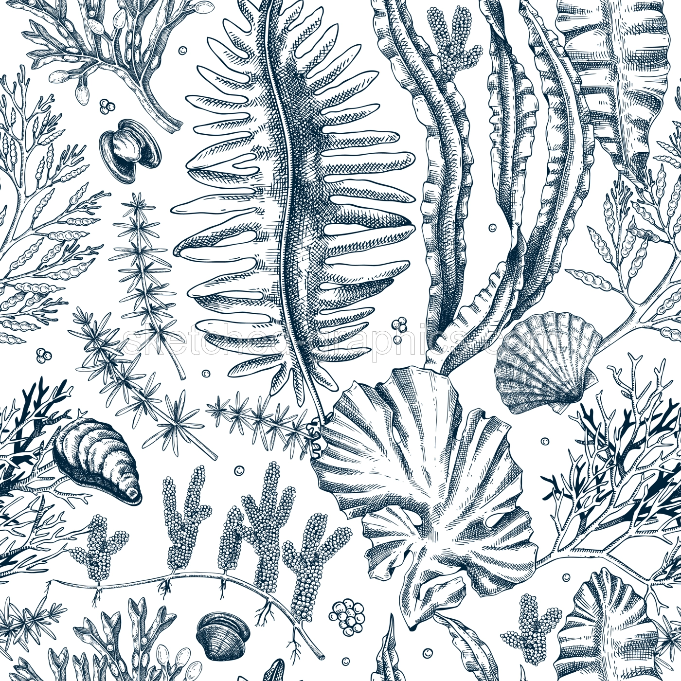 Sea life background. Edible seaweed seamless pattern. Hand-drawn kelp, kombu, wakame, hijiki, sea shells illustrations. Underwater plants and algae sketches style. For print, menu design or wrapping Illustration